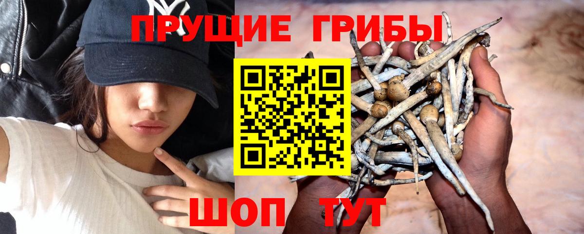 Галлюциногенные грибы Psilocybine cubensis  цены   Каменск-Уральский  Вход с VPN 